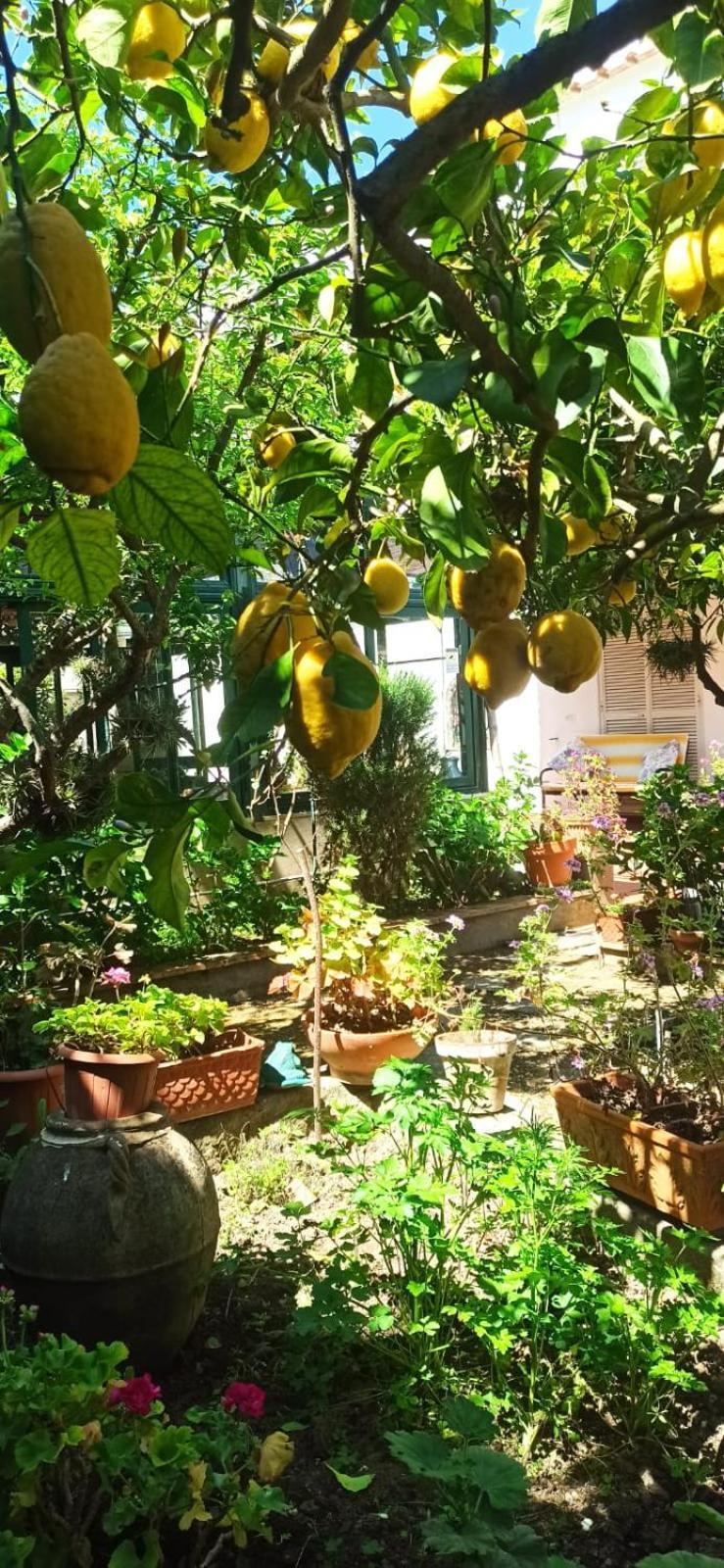 Villa Dei Fiori B&B Capri Luaran gambar